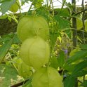 Cardiospermum halicacabum